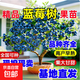 藍莓樹(shù)果苗陽(yáng)臺四季盆栽果樹(shù)苗特大藍莓苗南北方室外種植當年結果 藍莓3年小苗 栽植2年結果