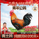 三德子好甄選散養青年大公雞 凈重4.5-5.5斤 土雞200天以上 生態(tài)雞肉整雞生鮮