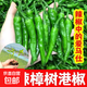 正宗樟樹(shù)港辣椒苗產(chǎn)地直發(fā)成活率高保結果 樟樹(shù)港辣椒苗【香辣】 20棵【帶土發(fā)貨】推薦