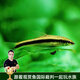 云峰海瑞 鼠魚(yú)清潔魚(yú)熱帶觀(guān)賞魚(yú)清缸除藻工具魚(yú) 底棲魚(yú)類(lèi)水族寵物工具魚(yú) 黑線(xiàn)飛狐4條