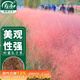 壽禾 粉黛亂子草種子苗觀(guān)賞花卉種籽 濰育粉黛亂子草種子4g(1.2萬(wàn)粒)