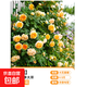 四季開(kāi)花薔薇花苗多花月季花苗特大花大苗濃香型爬藤攀援植物歐月 王妃1-1.3米左右【精選大苗】