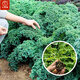 大禹羽衣甘藍種子大全盆栽苗帶土種苗菜苗冬春季蔬菜苗食用雨衣甘蘭 綠羽衣甘藍苗 5棵+1棵 帶土