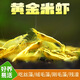聽(tīng)白閣觀(guān)賞蝦活水族寵物蝦清潔蝦草缸除藻蝦工具蝦淡水蝦觀(guān)賞蝦運輸包損 黃金米蝦1只(1cm左右)