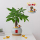 喜鵲說(shuō)【馬上發(fā)財】發(fā)財樹(shù)盆栽室內招財植物辦公室凈化空氣綠植四季好養 【馬上發(fā)財】單粗桿發(fā)財樹(shù)-灰圓肚盆-竹底托 帶盆栽好