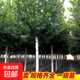 法國梧桐樹(shù)樹(shù)苗大樹(shù)庭院風(fēng)景樹(shù)行道園林綠化苗木南方種植青桐法桐 法桐樹(shù)苗2公分粗【基地現挖 成活率高】