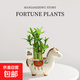 馬上發(fā)財樹(shù)小盆栽辦公室內桌面綠植招財樹(shù)植物馬年伴手禮小馬擺件 富貴竹+小馬陶瓷盆【送吊牌+鋪面石】