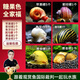 云峰海瑞 觀(guān)賞螺水族活體缸壁除藻螺魚(yú)缸除藻清淤活化床底 糖果色全家福