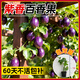 臨雅百香果樹(shù)果苗正宗果樹(shù)苗陽(yáng)臺盆栽庭院種植紫香百香果3棵源頭直發(fā)