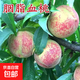 桃樹(shù)苗種胭脂血桃苗嫁接大紅桃苗南北方種植盆栽地栽耐寒結果 6年結果苗 樹(shù)形好