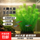 NCAC大賽級蜈蚣大坨水草極易飼養凈化水質(zhì)無(wú)菌無(wú)藻魚(yú)缸造景增氧生態(tài)水培綠植京喜自營(yíng)包郵死亡包賠