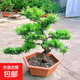 老樁羅漢松大型盆景小葉雀舌造型樹(shù)苗好養迎客松室內小型桌面盆栽 老莊造型精品羅漢松（原盆發(fā)貨