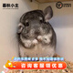 暮秋小主龍貓活物 龍貓活體幼崽寵物毛絲鼠親人可愛(ài)家養網(wǎng)紅活寵疫苗齊全 標灰弟弟【新手入門(mén)】