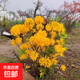映山紅樹(shù)苗杜鵑花樹(shù)苗老樁南方北方種植抗寒抗凍映山紅苗 映山黃9年苗當年開(kāi)花