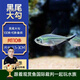 云峰海瑞黑尾大勾群游魚(yú)水族箱小型熱帶魚(yú)觀(guān)賞魚(yú)活體淡水魚(yú) 大勾100條+10備損 2.5-3cm尺寸小