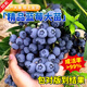 蒲戀藍莓樹(shù)苗特大果高產(chǎn)帶土發(fā)貨南北方種植盆栽地栽果樹(shù)苗當年結果 薄霧 南方適宜 六年大苗丨藍莓苗帶土發(fā)貨