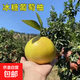 葡萄柚樹(shù)苗嫁接新品種臺灣無(wú)核冰糖黃金葡萄柚子樹(shù)苗甜桔當年結果 7年苗--2棵【結果多多】