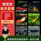 云峰海瑞黑殼蝦清潔蝦觀(guān)賞蝦活體淡水 魚(yú)缸水族箱水草缸清潔除藻淡水寵物 【漂亮清潔蝦】新手套餐