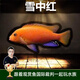 云峰海瑞三湖慈鯛魚(yú)馬鯛活體魚(yú)熱帶魚(yú)觀(guān)賞魚(yú)巖棲中小型淡水魚(yú)非洲王子 雪中紅3條3-5cm  微發(fā)色