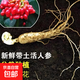 人參苗新鮮東北人參室內種植人參綠植帶土盆栽種植人參 精選人參苗【4-7g】*5顆 精選長(cháng)白山人參苗【芽孢壯實(shí)】
