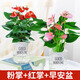 櫻霞水培植物粉掌盆栽水養(yǎng)紅掌鮮花綠植辦公室內(nèi)桌面好養(yǎng)活四季開花 粉掌+紅掌+早安盆*2