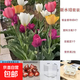 進(jìn)口荷蘭水培郁金香種球室內室外水養花卉植物盆栽四季耐寒五度球 水培套餐：混色【4顆】+樹(shù)脂杯+定植籃+兩包液