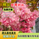 濱淇櫻花樹(shù)苗早櫻晚櫻花苗櫻花綠植苗 早晚櫻花小苗高1米10棵源頭直發(fā)