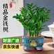 愛(ài)優(yōu)尚金錢(qián)樹(shù)盆景辦公室桌面盆栽室內客廳綠植好養錢(qián)串子招財樹(shù)源頭直發(fā)