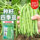 菜禾地四季豆種子苗不搭架無(wú)筋菜豆春季蔬菜籽 無(wú)架四季豆種子30g約80粒