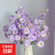 無(wú)刺玫瑰洋桔梗鮮切花插花捧花家庭水養云南昆明直發(fā)20-30個(gè)花苞 波浪淺紫