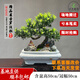 卓美御庭羅漢松盆景室內外桌面辦公室庭院老樁真樹(shù)迎客松高端盆栽長(cháng)輩禮物 精品羅漢松01號