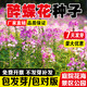 慕越醉蝶花種子觀(guān)賞四季春播耐熱盆栽粉色易種花期長(cháng)多年生花卉種籽孑 醉蝶花混色5克簡(jiǎn)裝