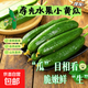 壽光水果黃瓜小黃瓜生吃脆嫩清甜涼拌蘸醬乳瓜農家自種現摘現發(fā) 水果黃瓜 禮盒裝帶箱 3斤