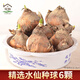 花翁漳州水仙花種球6個(gè) 室內盆栽水養帶花苞年宵花卉植物源頭直發(fā)
