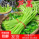 蘆蒿新鮮藜蒿現摘去葉籬蒿茼蒿當季黎蒿綠色蔬菜時(shí)令野菜鮮嫩泥蒿 蘆蒿500g
