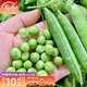 壽禾 大莢荷蘭豆種子豌豆尖龍須菜菜豌豆彎豆種家庭冬春季蔬菜籽種籽 矮豌豆種子（中豌6號）100g
