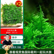 云峰海瑞 魚(yú)缸水草前景莫絲莫斯水草水族箱造景套餐水草活體草缸造景裝飾 大三角8*8網(wǎng)片定植2片裝