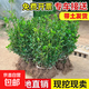 圍墻籬笆植物大葉北海道黃楊苗冬青樹(shù)苗四季常青耐寒庭院綠籬樹(shù)苗 冬青30-40厘米高（50棵）耐寒耐旱?全國可種