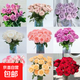 精品水養玫瑰花基地直發(fā)精品鮮花-隨機色玫瑰新年花禮物 精品玫瑰隨機色20支40-45cm