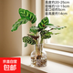 孔雀竹芋水培盆栽綠植室內客廳桌面凈化空氣四季常青網(wǎng)紅觀(guān)葉植物 水培孔雀+透明香薰樹(shù)脂瓶 含盆