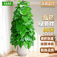 正植青年大葉綠蘿柱盆栽客廳大型綠植辦公室內除甲醛凈化空氣綠籮源頭直發(fā)