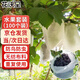 花沃里水果套袋100個(gè)高檔無(wú)紡布防鳥(niǎo)防蟲(chóng)網(wǎng)袋葡萄套袋收納防塵袋透氣網(wǎng)