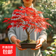 紅楓樹(shù)盆栽日本紅舞姬老樁室內客廳庭院中國紅栽四季矮化盆景耐寒 精品矮樁紅楓盆栽4年苗一棵