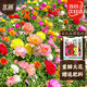 北蔬 太陽(yáng)花種子混色 重瓣太陽(yáng)花種子3萬(wàn)粒+單瓣太陽(yáng)花種子1萬(wàn)粒+肥