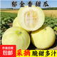 【新鮮上市】正宗云南郁金香甜瓜2026頭茬新鮮薄皮白甜瓜自然熟 帶箱5斤【大果】單果300g