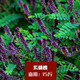 慕越灌木種子紫穗槐刺槐胡枝子多花木蘭銀合歡公路綠化護坡固土草種籽 紫穗槐/斤 默認項
