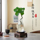 JCZS德國品牌水培圓葉福祿桐錢(qián)多多盆栽花卉植物客廳室內桌面茶幾懶人 造型錢(qián)多多福祿桐+水滴錘紋白瓶+吊牌