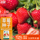 北蔬草莓種子苗奶油草莓陽(yáng)臺種植冬春四季水果籽 紅顏草莓種子500粒
