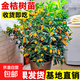 脆皮金桔樹(shù)苗帶果盆栽可食用金橘桔子苗陽(yáng)臺庭院四季結果耐寒植物 【摘下既食】脆蜜金桔5年優(yōu)質(zhì)苗（帶果發(fā)貨 ）