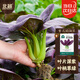 北蔬 紫油菜種子紫色小白菜青菜蘇州青四季蔬菜種籽 紫油菜種子10g
